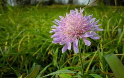 Garden Staging : 9 plantes à cultiver pour émerveiller son jardin